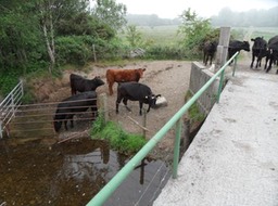 cattle damage & silt