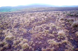 Commonage erosion peat