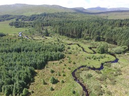 Glaskeelan forestry