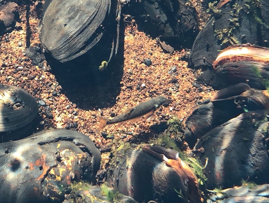 IMG 9306 2fishquery