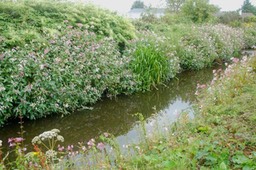 Invasives Himalayan Balsam bank erosion