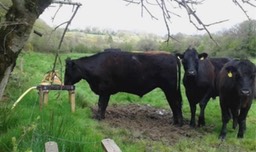 Nose Pumps for cattle Duhallow LIFE