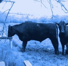 Nose Pumps for cattle Duhallow LIFE