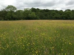 Species rich wet grassland is protective of nearby mussels